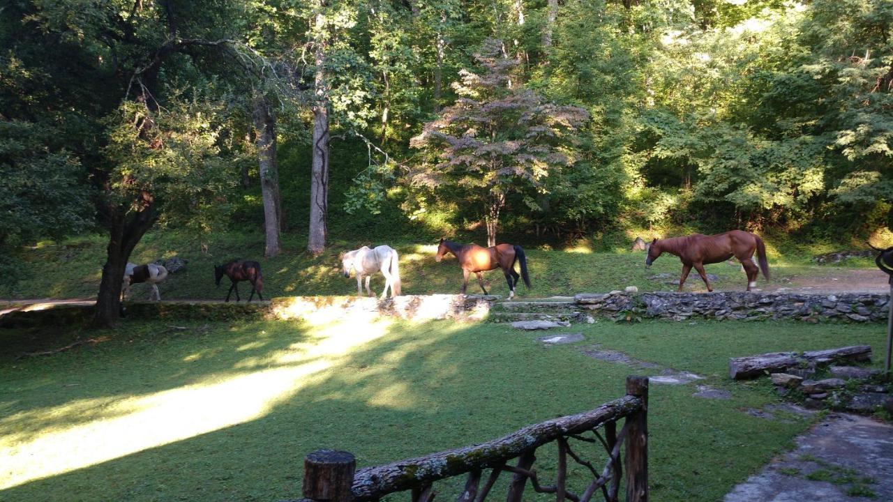 Arrowmont Stables & Cabins Cullowhee Zewnętrze zdjęcie